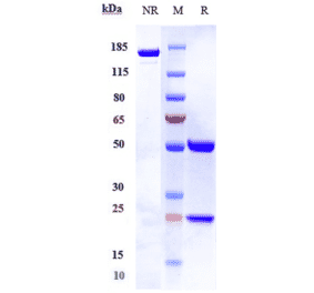 SDS-PAGE - Tesnatilimab Biosimilar - Anti-NKG2D Antibody - Low endotoxin, Azide free (A323776) - Antibodies.com