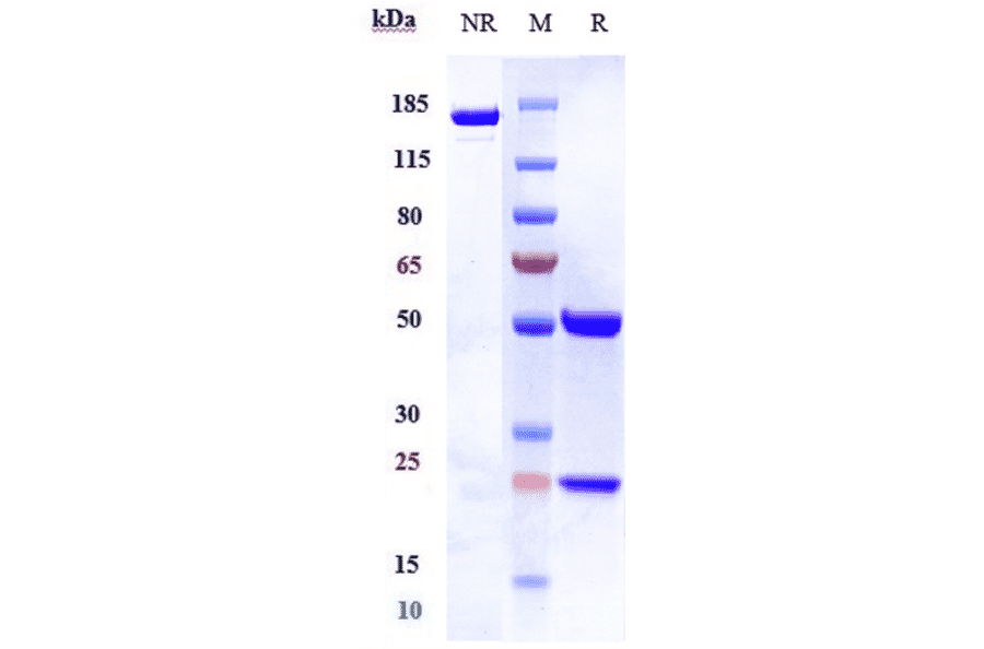 SDS-PAGE - Tesnatilimab Biosimilar - Anti-NKG2D Antibody - Low endotoxin, Azide free (A323776) - Antibodies.com