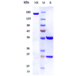 SDS-PAGE - Tesnatilimab Biosimilar - Anti-NKG2D Antibody - Low endotoxin, Azide free (A323776) - Antibodies.com