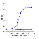 ELISA - Tesnatilimab Biosimilar - Anti-NKG2D Antibody - Low endotoxin, Azide free (A323776) - Antibodies.com