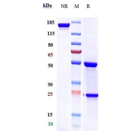 SDS-PAGE - Tigatuzumab Biosimilar - Anti-DR5 Antibody - Low endotoxin, Azide free (A323779) - Antibodies.com