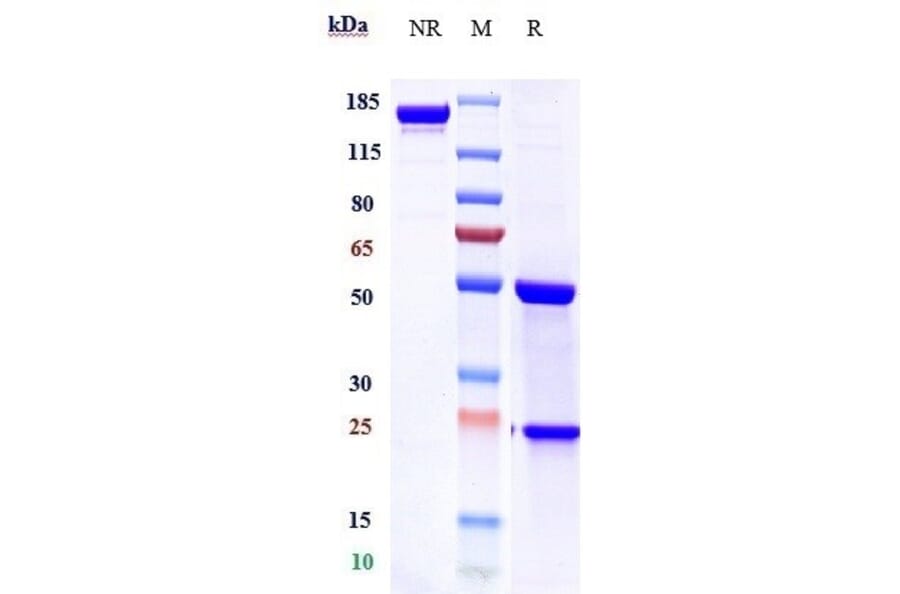 SDS-PAGE - Tigatuzumab Biosimilar - Anti-DR5 Antibody - Low endotoxin, Azide free (A323779) - Antibodies.com