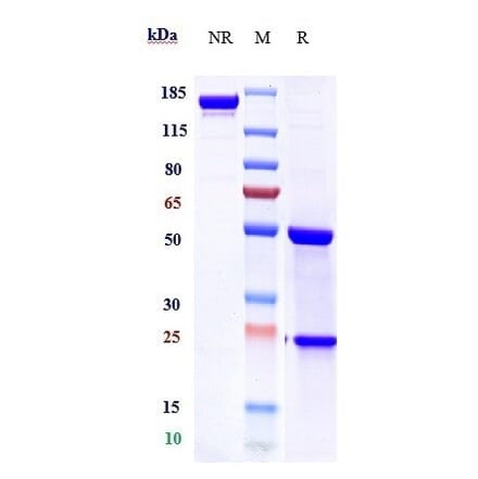 SDS-PAGE - Tigatuzumab Biosimilar - Anti-DR5 Antibody - Low endotoxin, Azide free (A323779) - Antibodies.com