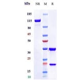 SDS-PAGE - Tilavonemab Biosimilar - Anti-Tau Antibody - Low endotoxin, Azide free (A323780) - Antibodies.com