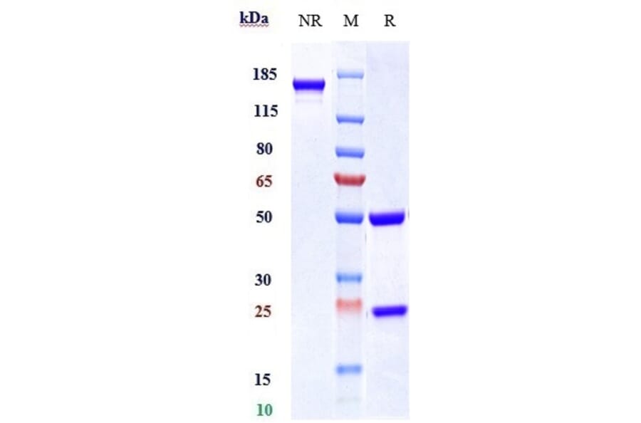 SDS-PAGE - Tildrakizumab Biosimilar - Anti-IL-23A Antibody - Low endotoxin, Azide free (A323781) - Antibodies.com