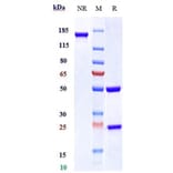SDS-PAGE - Tildrakizumab Biosimilar - Anti-IL-23A Antibody - Low endotoxin, Azide free (A323781) - Antibodies.com