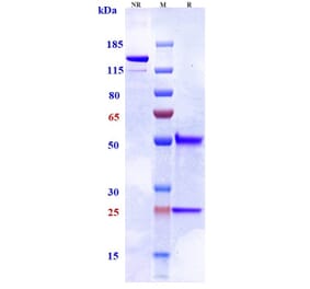 SDS-PAGE - Tilogotamab Biosimilar - Anti-DR5 Antibody - Low endotoxin, Azide free (A323782) - Antibodies.com