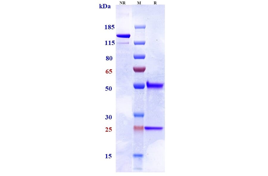 SDS-PAGE - Tilogotamab Biosimilar - Anti-DR5 Antibody - Low endotoxin, Azide free (A323782) - Antibodies.com