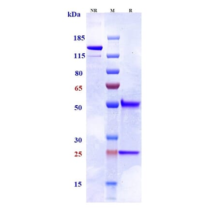 SDS-PAGE - Tilogotamab Biosimilar - Anti-DR5 Antibody - Low endotoxin, Azide free (A323782) - Antibodies.com