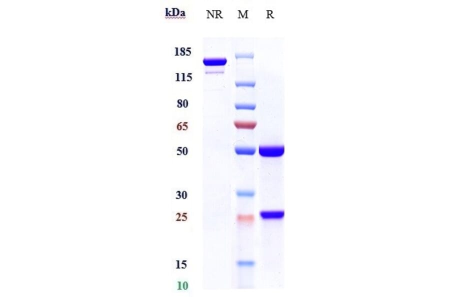 SDS-PAGE - Tilvestamab Biosimilar - Anti-Axl Antibody - Low endotoxin, Azide free (A323784) - Antibodies.com