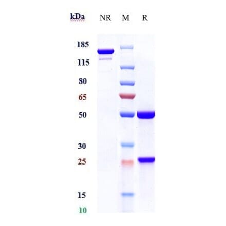 SDS-PAGE - Tilvestamab Biosimilar - Anti-Axl Antibody - Low endotoxin, Azide free (A323784) - Antibodies.com