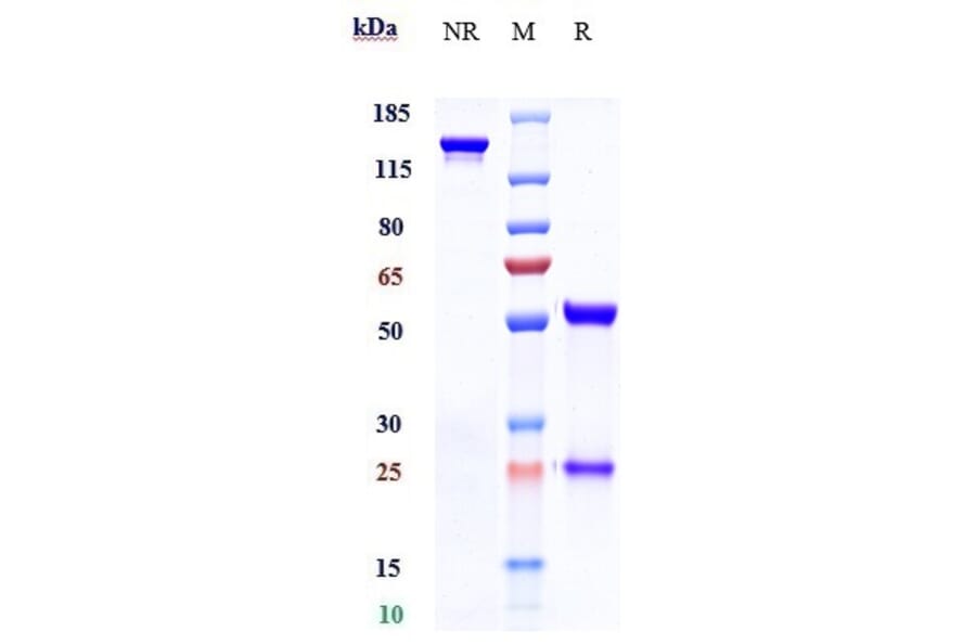 SDS-PAGE - Timolumab Biosimilar - Anti-VAP1 Antibody - Low endotoxin, Azide free (A323786) - Antibodies.com