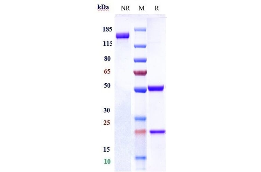 SDS-PAGE - Tinurilimab Biosimilar - Anti-CEACAM6 Antibody - Low endotoxin, Azide free (A323787) - Antibodies.com