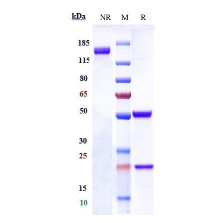 SDS-PAGE - Tinurilimab Biosimilar - Anti-CEACAM6 Antibody - Low endotoxin, Azide free (A323787) - Antibodies.com