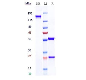 SDS-PAGE - Tiragolumab Biosimilar - Anti-TIGIT Antibody - Low endotoxin, Azide free (A323788) - Antibodies.com