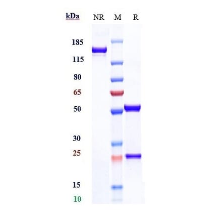 SDS-PAGE - Tiragolumab Biosimilar - Anti-TIGIT Antibody - Low endotoxin, Azide free (A323788) - Antibodies.com