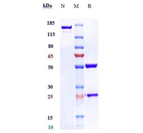 SDS-PAGE - Tisotumab Biosimilar - Anti-Tissue Factor Antibody - Low endotoxin, Azide free (A323791) - Antibodies.com