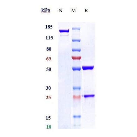 SDS-PAGE - Tisotumab Biosimilar - Anti-Tissue Factor Antibody - Low endotoxin, Azide free (A323791) - Antibodies.com