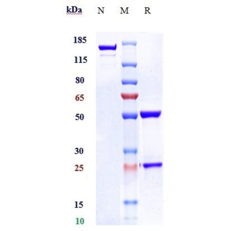 SDS-PAGE - Tisotumab Biosimilar - Anti-Tissue Factor Antibody - Low endotoxin, Azide free (A323791) - Antibodies.com