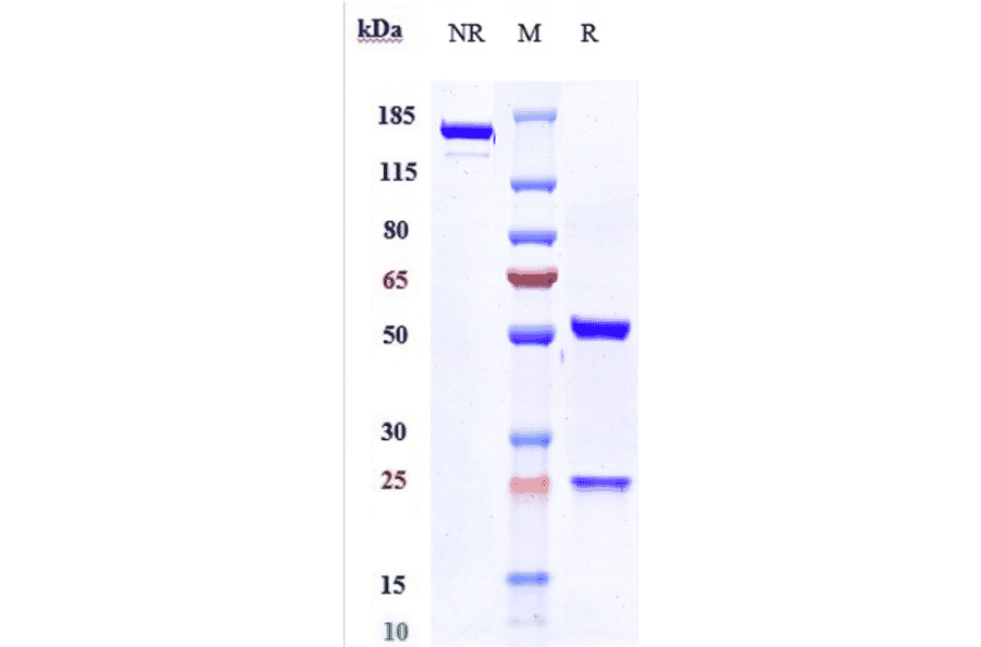 SDS-PAGE - Tocilizumab Biosimilar - Anti-IL-6R Antibody - Low endotoxin, Azide free (A323792) - Antibodies.com