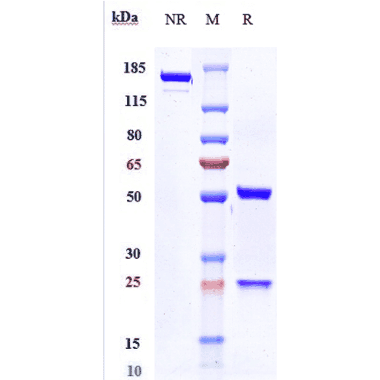 SDS-PAGE - Tocilizumab Biosimilar - Anti-IL-6R Antibody - Low endotoxin, Azide free (A323792) - Antibodies.com