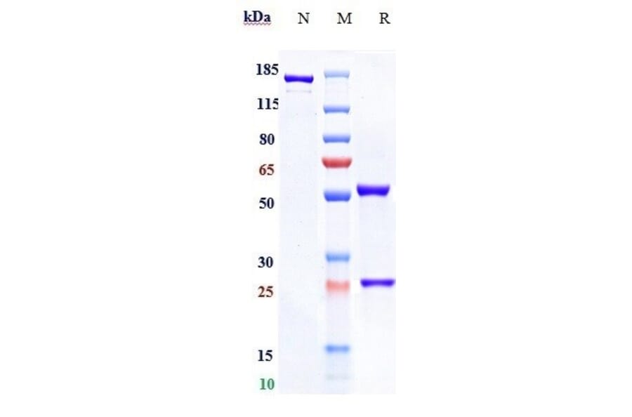 SDS-PAGE - Tomuzotuximab Biosimilar - Anti-EGFR Antibody - Low endotoxin, Azide free (A323794) - Antibodies.com
