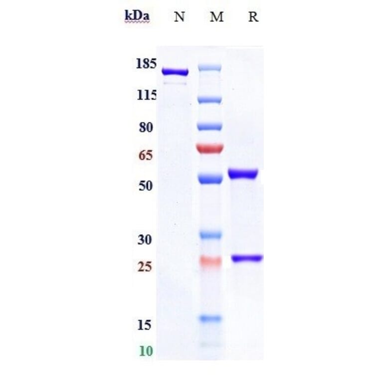 SDS-PAGE - Tomuzotuximab Biosimilar - Anti-EGFR Antibody - Low endotoxin, Azide free (A323794) - Antibodies.com