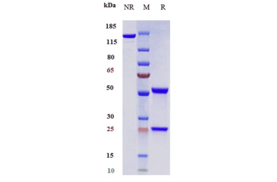 SDS-PAGE - Toripalimab Biosimilar - Anti-PD1 Antibody - Low endotoxin, Azide free (A323795) - Antibodies.com