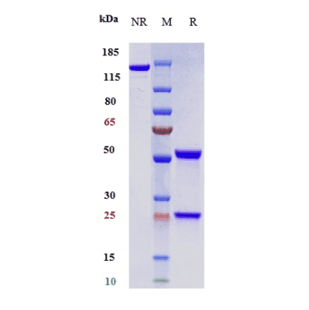 SDS-PAGE - Toripalimab Biosimilar - Anti-PD1 Antibody - Low endotoxin, Azide free (A323795) - Antibodies.com