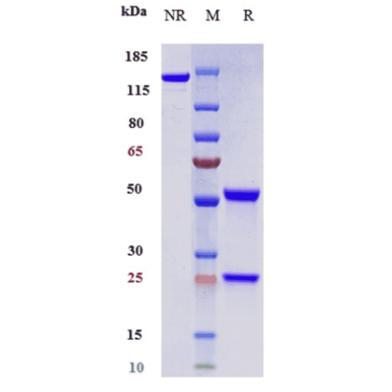 SDS-PAGE - Toripalimab Biosimilar - Anti-PD1 Antibody - Low endotoxin, Azide free (A323795) - Antibodies.com