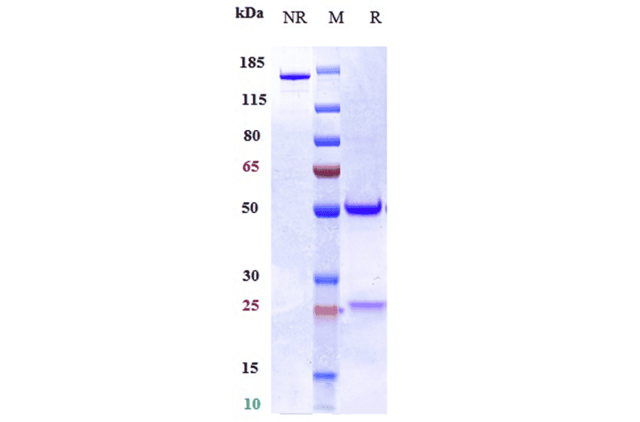SDS-PAGE - Torudokimab Biosimilar - Anti-IL-33 Antibody - Low endotoxin, Azide free (A323796) - Antibodies.com