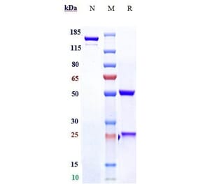 SDS-PAGE - Tovetumab Biosimilar - Anti-PDGFR alpha Antibody - Low endotoxin, Azide free (A323797) - Antibodies.com