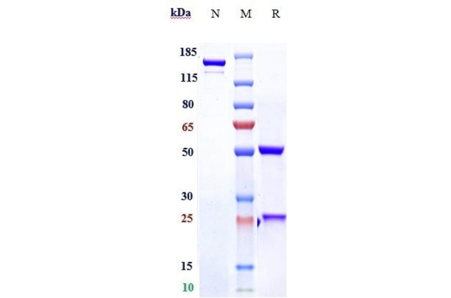 SDS-PAGE - Tovetumab Biosimilar - Anti-PDGFR alpha Antibody - Low endotoxin, Azide free (A323797) - Antibodies.com