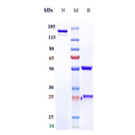 SDS-PAGE - Tovetumab Biosimilar - Anti-PDGFR alpha Antibody - Low endotoxin, Azide free (A323797) - Antibodies.com