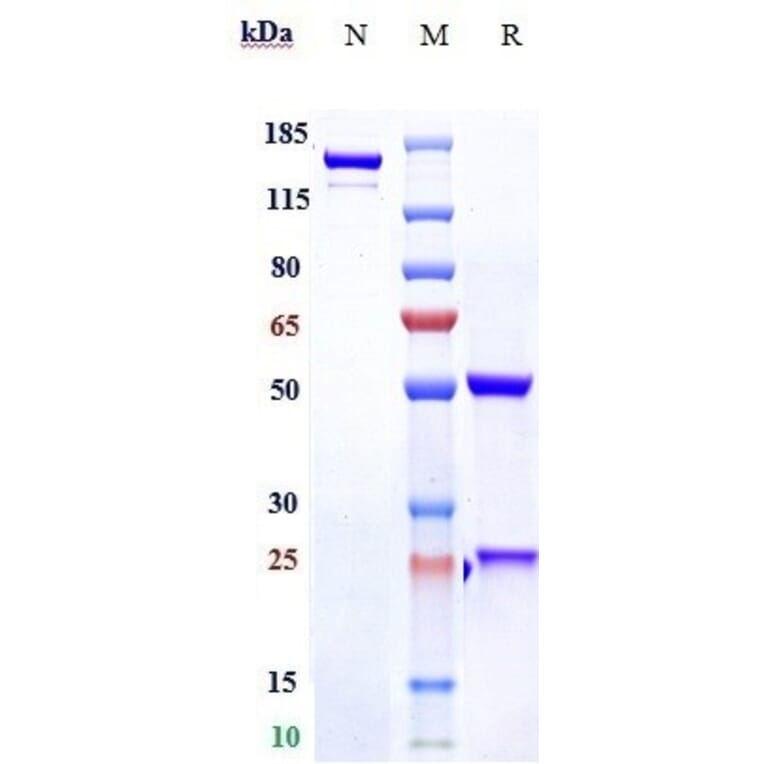 SDS-PAGE - Tovetumab Biosimilar - Anti-PDGFR alpha Antibody - Low endotoxin, Azide free (A323797) - Antibodies.com