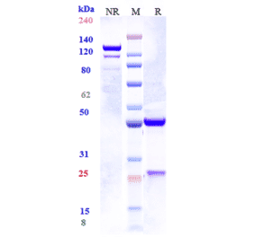 SDS-PAGE - Tozorakimab Biosimilar - Anti-IL-33 Antibody - Low endotoxin, Azide free (A323798) - Antibodies.com