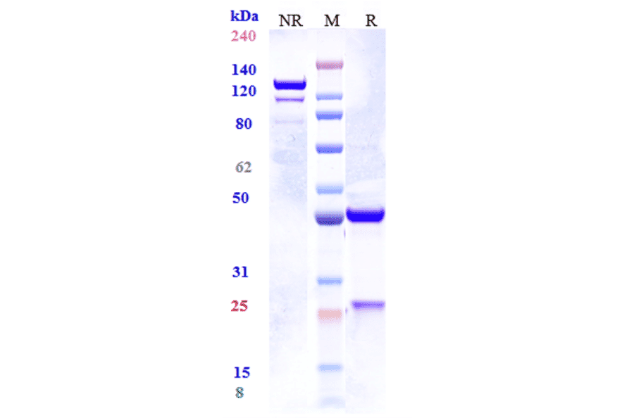SDS-PAGE - Tozorakimab Biosimilar - Anti-IL-33 Antibody - Low endotoxin, Azide free (A323798) - Antibodies.com