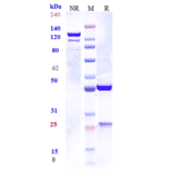 SDS-PAGE - Tozorakimab Biosimilar - Anti-IL-33 Antibody - Low endotoxin, Azide free (A323798) - Antibodies.com