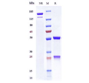 SDS-PAGE - Tralokinumab Biosimilar - Anti-IL-13 Antibody - Low endotoxin, Azide free (A323799) - Antibodies.com