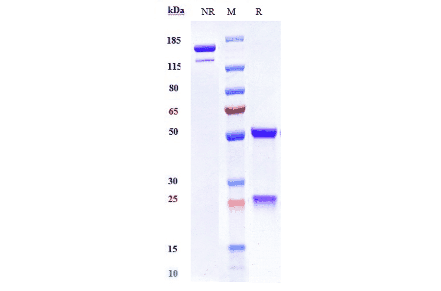 SDS-PAGE - Tralokinumab Biosimilar - Anti-IL-13 Antibody - Low endotoxin, Azide free (A323799) - Antibodies.com