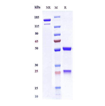 SDS-PAGE - Tralokinumab Biosimilar - Anti-IL-13 Antibody - Low endotoxin, Azide free (A323799) - Antibodies.com