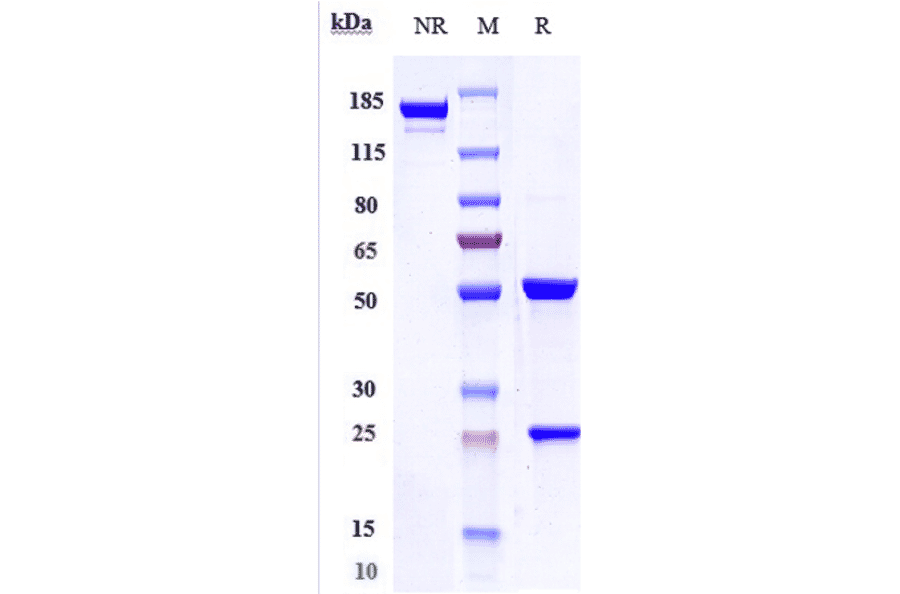 SDS-PAGE - Trastuzumab Biosimilar - Anti-ErbB2/HER2 Antibody - Low endotoxin, Azide free (A323803) - Antibodies.com