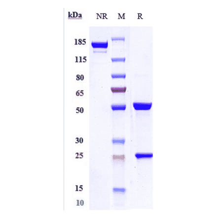 SDS-PAGE - Trastuzumab Biosimilar - Anti-ErbB2/HER2 Antibody - Low endotoxin, Azide free (A323803) - Antibodies.com