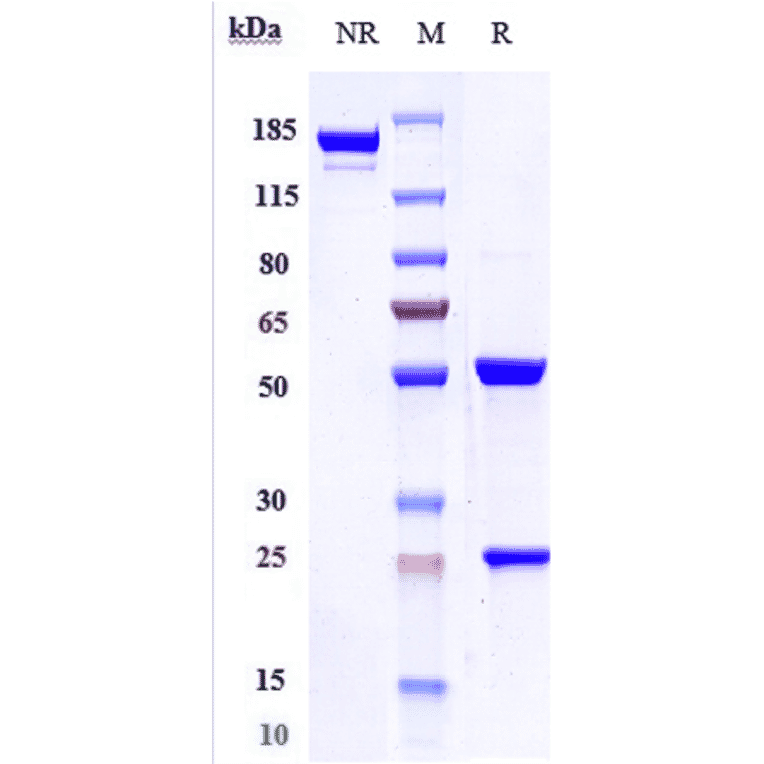 SDS-PAGE - Trastuzumab Biosimilar - Anti-ErbB2/HER2 Antibody - Low endotoxin, Azide free (A323803) - Antibodies.com