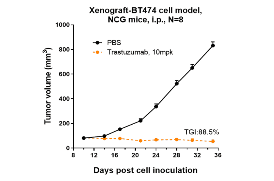 Research in vivo - Trastuzumab Biosimilar - Anti-ErbB2/HER2 Antibody - Low endotoxin, Azide free (A323803) - Antibodies.com