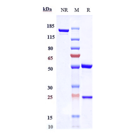 SDS-PAGE - Tremelimumab Biosimilar - Anti-CTLA4 Antibody - Low endotoxin, Azide free (A323805) - Antibodies.com