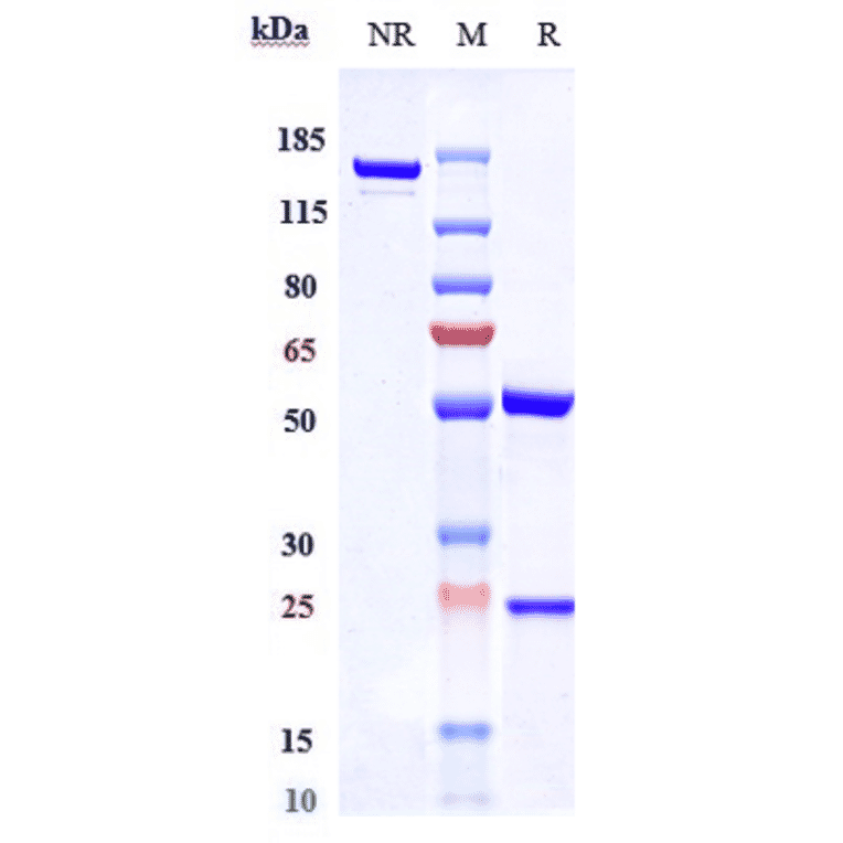 SDS-PAGE - Tremelimumab Biosimilar - Anti-CTLA4 Antibody - Low endotoxin, Azide free (A323805) - Antibodies.com