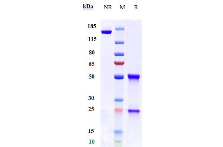 SDS-PAGE - Trevogrumab Biosimilar - Anti-GDF8/Myostatin Antibody - Low endotoxin, Azide free (A323806) - Antibodies.com