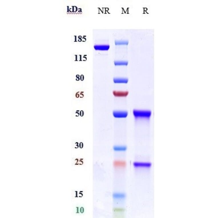 SDS-PAGE - Trevogrumab Biosimilar - Anti-GDF8/Myostatin Antibody - Low endotoxin, Azide free (A323806) - Antibodies.com