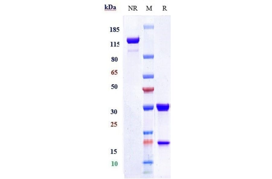 SDS-PAGE - Tusamitamab Biosimilar - Anti-CEACAM5 Antibody - Low endotoxin, Azide free (A323808) - Antibodies.com